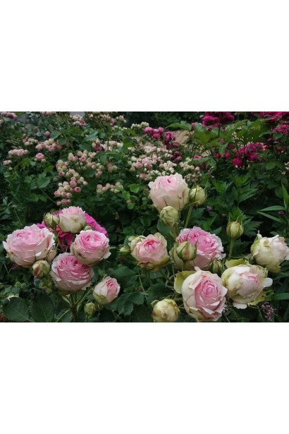 Квітка троянди First Lady у саду